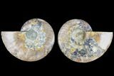 Cut & Polished Ammonite Fossil - Agatized #88420-1
